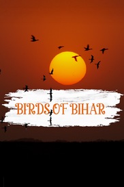 Birds of Bihar