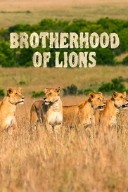 Brotherhood Of Lions