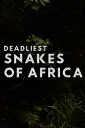 Deadliest Snakes Of South Africa