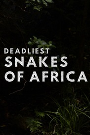 Deadliest Snakes Of South Africa