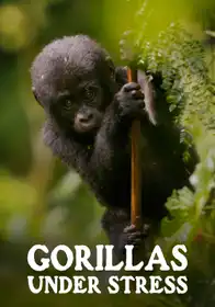 Gorillas Under Stress