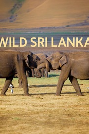 Wild Sri Lanka