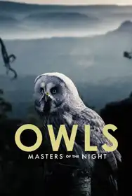 Owls: Masters of the Night
