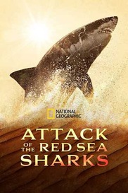 Attack of the Red Sea Sharks