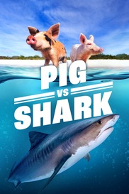 Pig vs. Shark