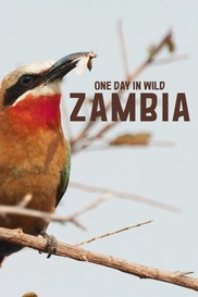 One Day In Wild Zambia