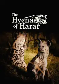 The Hyenas Of Harar