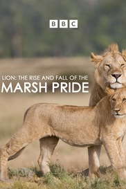 Lion : The Rise and Fall of the Marsh Pride