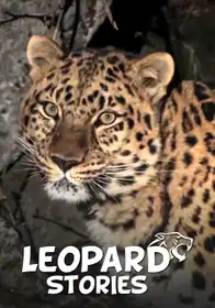 Leopard Stories