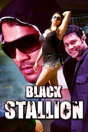 Black Stallion
