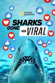 Sharks Gone Viral