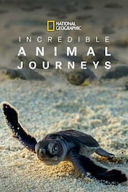 Incredible Animal Journeys