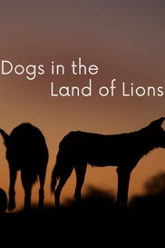 Dogs in the Land of Lions