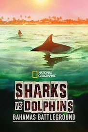 Sharks vs. Dolphins: Bahamas Battleground