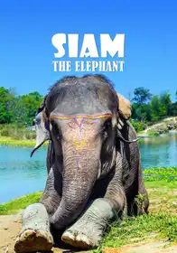 Siam, The Elephant