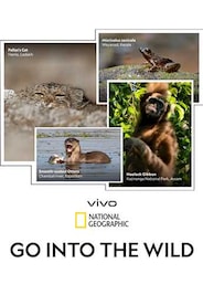 vivo GO INTO THE WILD