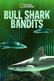 Bull Shark Bandits