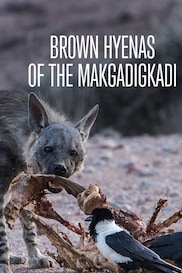 Brown Hyenas of the Makgadikgadi