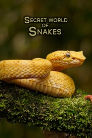 The Secret World Of Snakes