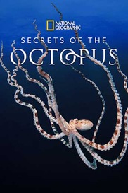 Secrets of the Octopus