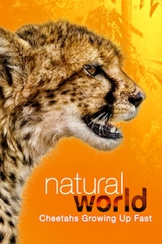 Natural World: Cheetahs Growing Up Fast