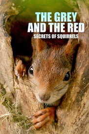 The Grey and the Red - Secrets of Squirrels