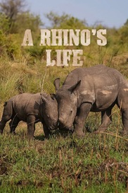 A Rhino's Life