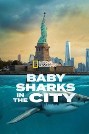 Baby Sharks in the City
