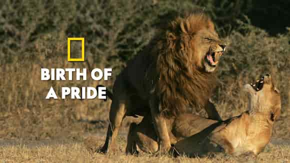 Birth of a Pride