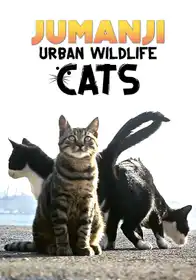 Jumanji Urban Wildlife Cats
