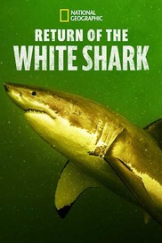 Return of the White Shark