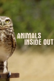 Animals Inside Out