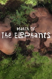 March Of The Elephants