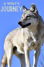 A Wolf’s Journey