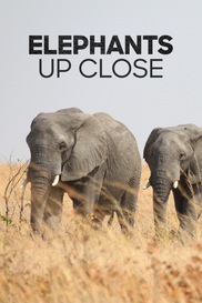 Elephants Up Close