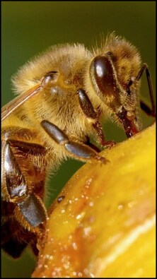 5 reasons to watch Bees The Invisible Mechanism on DocuBay